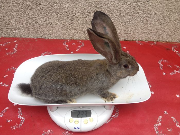 Ro6 3604(M) Bolya+Knoll