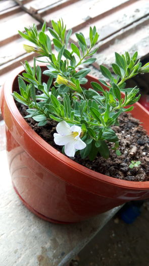 Calibrachoa - Flori de terasa