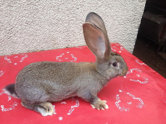 Ro7 3604(M) Hartleb+Bolya