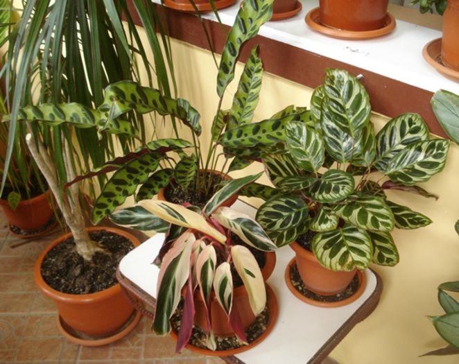mijloc de mai (1) - marantaceae