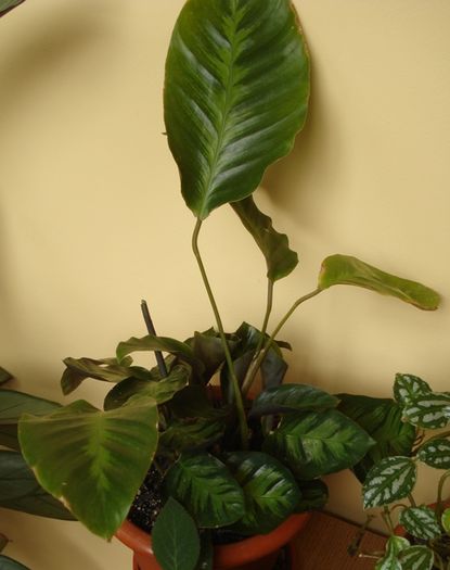 mijloc de mai (2) - marantaceae