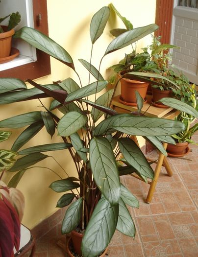 mijloc de mai (3) - marantaceae