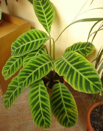 mijloc de mai (6) - marantaceae