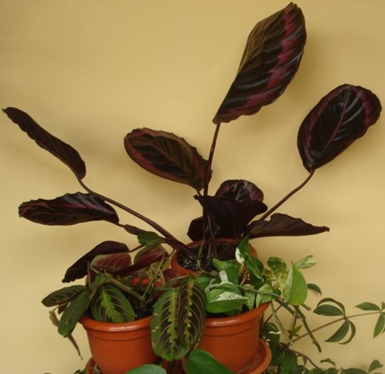 mijloc de mai (9) - marantaceae