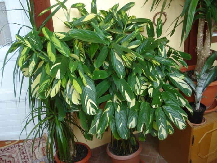 mijloc de mai (12) - marantaceae