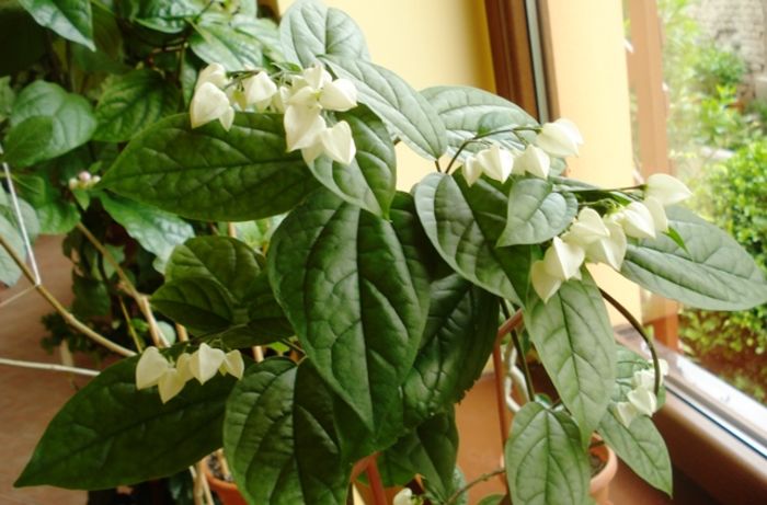 in asteptare (2) - clerodendron thomsoniae