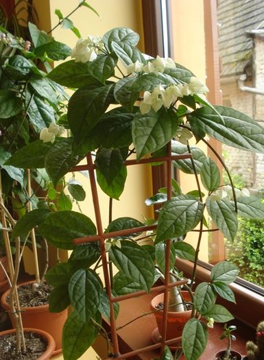 in asteptare (3) - clerodendron thomsoniae