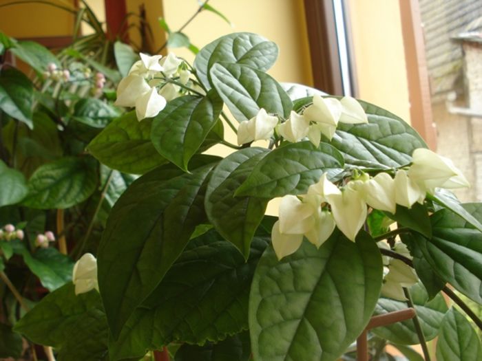 in asteptare (4) - clerodendron thomsoniae