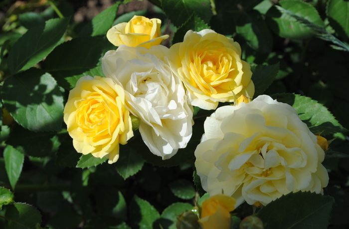 golden border(comtesse du barry)