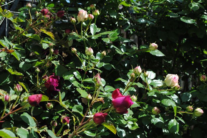 Munstead Wood si Eden Rose