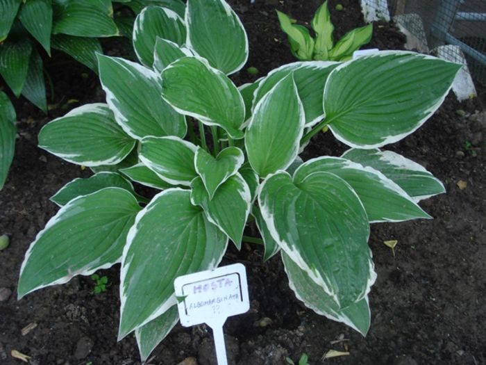 la mijloc de mai (3)