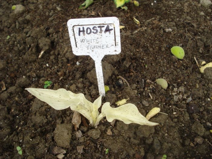 la mijloc de mai (6)