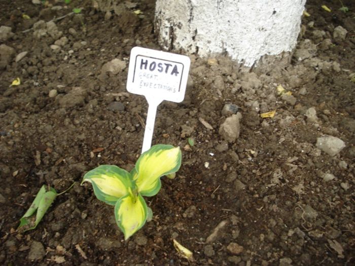 la mijloc de mai (7) - hosta