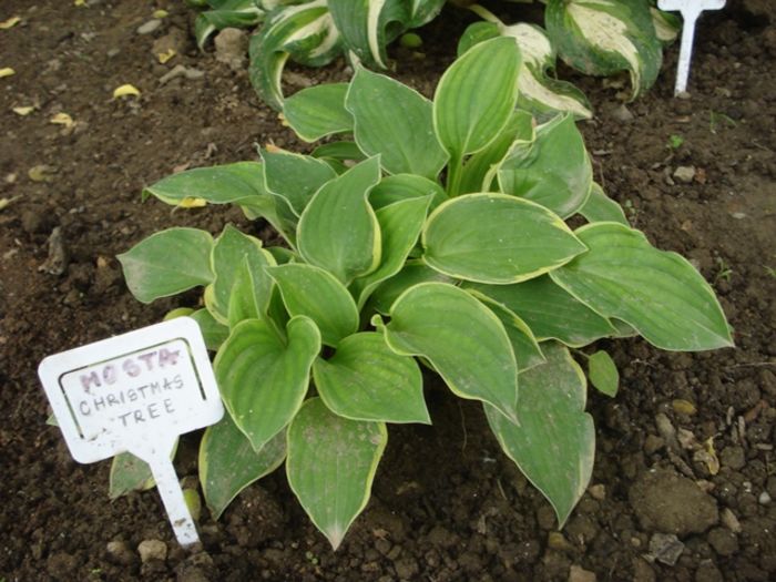 la mijloc de mai (8)