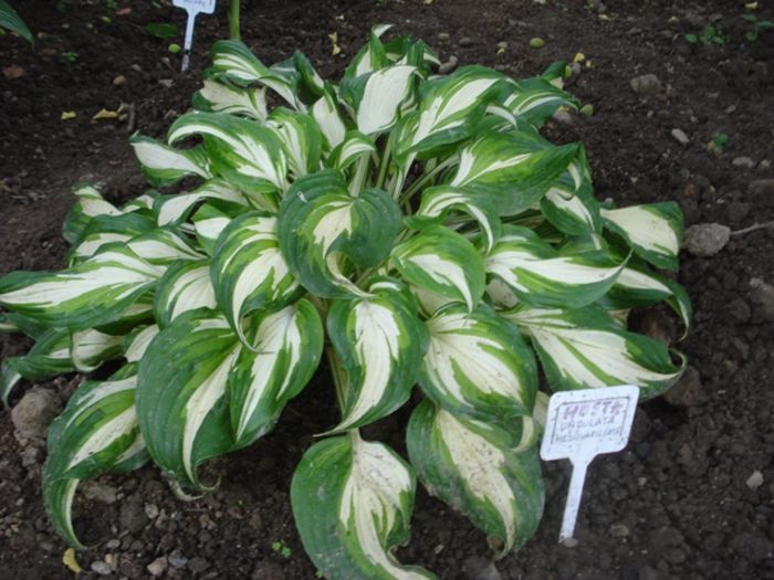 la mijloc de mai (9)