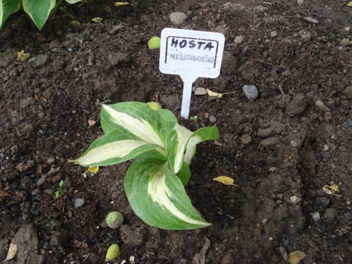 la mijloc de mai (10) - hosta