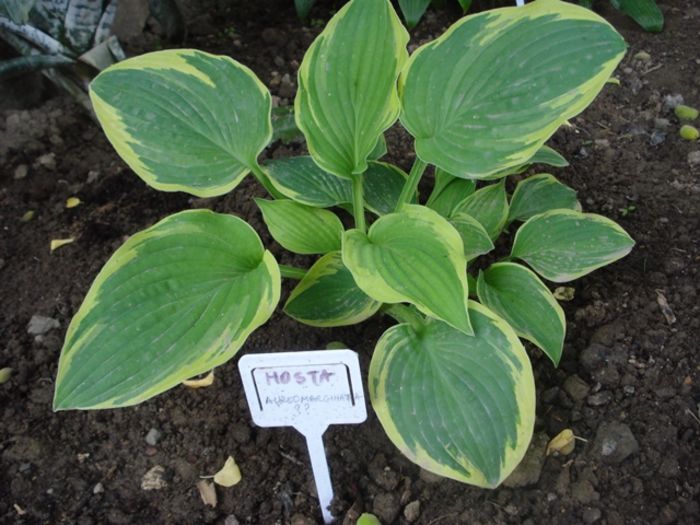 la mijloc de mai (11)