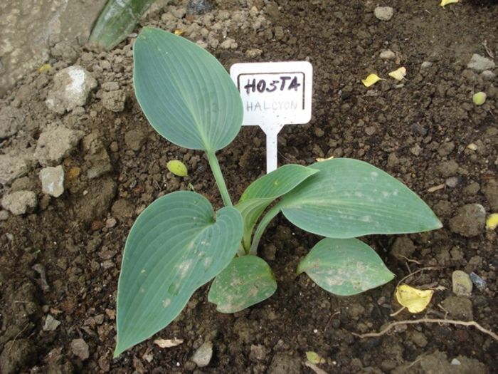 la mijloc de mai (12)