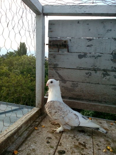 Femelă 2015 - Satineti