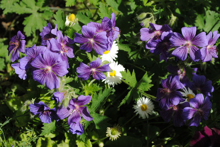 14 mai,geranium magnificum