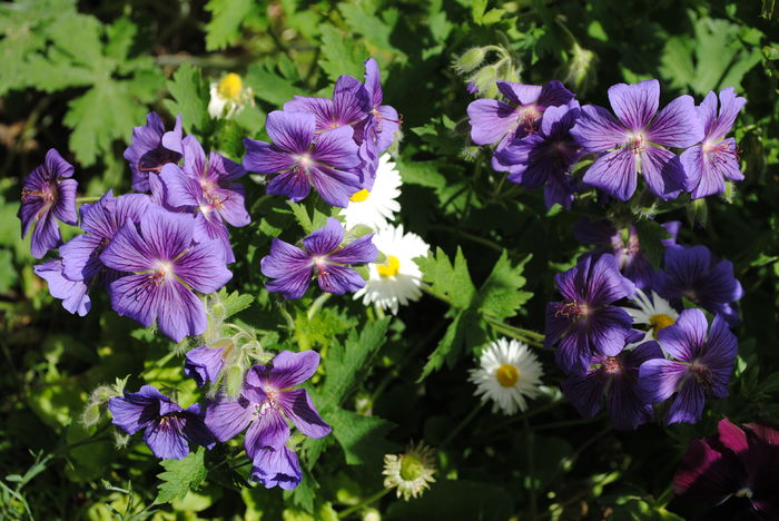 geranium magnificum - 2016 plantele mele II