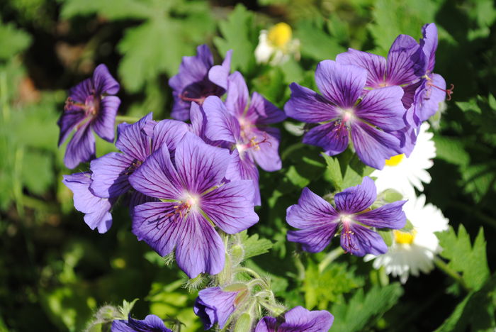 14 mai,geranium magnificum