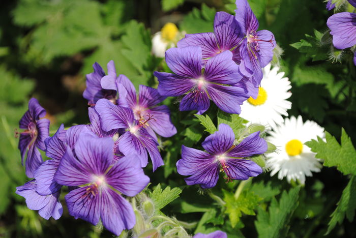 geranium magnificum