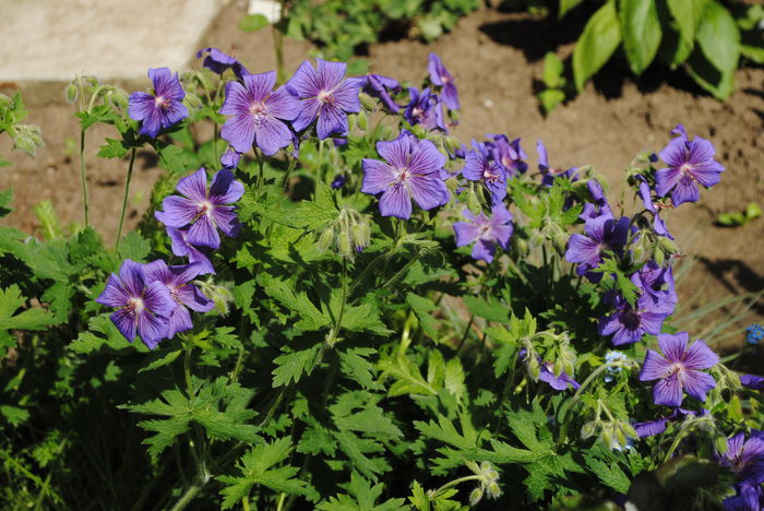 geranium magnificum