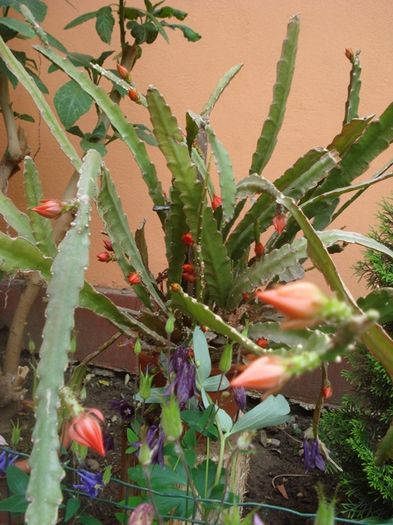 culorile lunii mai (1)