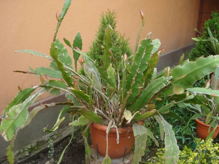 culorile lunii mai (3)