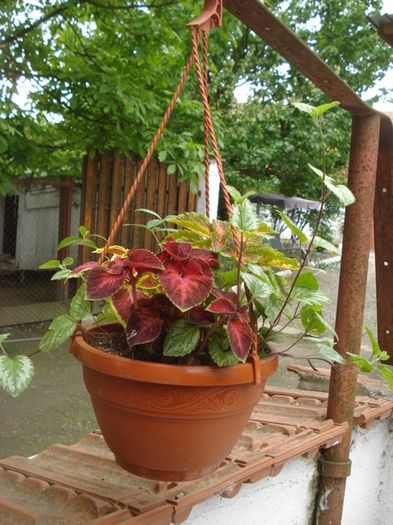 culorile lunii mai (9)