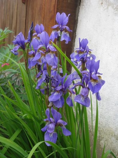 culorile lunii mai (10)