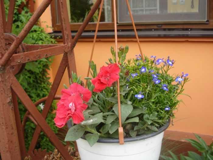 culorile lunii mai (11)