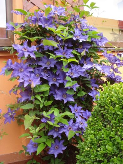 culorile lunii mai (12)