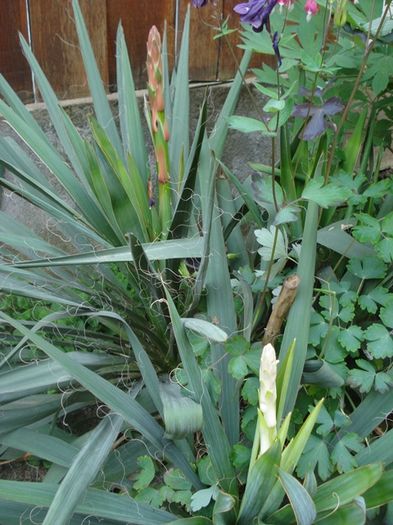 culorile lunii mai (13)