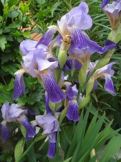 culorile lunii mai (14)