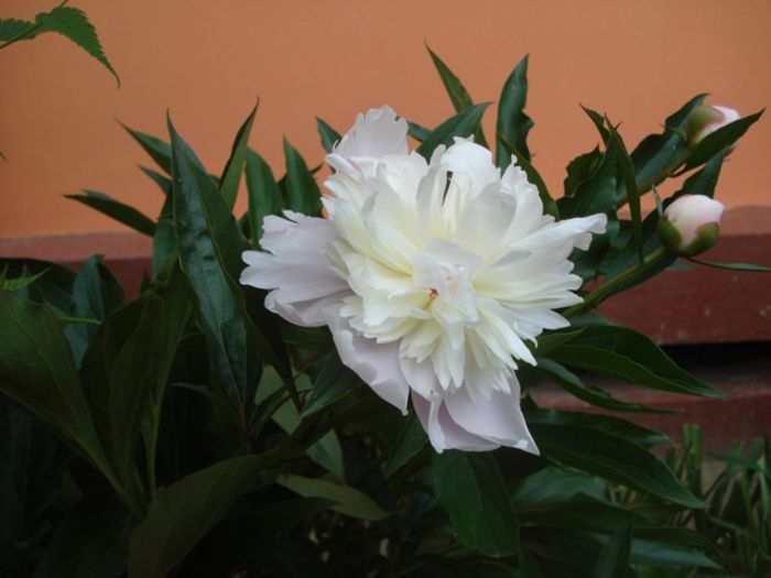 culorile lunii mai (15)