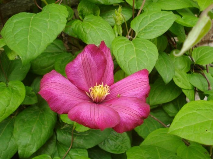 culorile lunii mai (16)