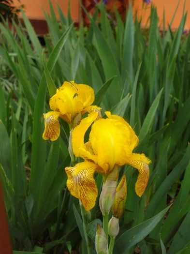 culorile lunii mai (17)