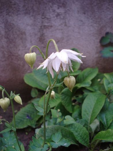 culorile lunii mai (19)