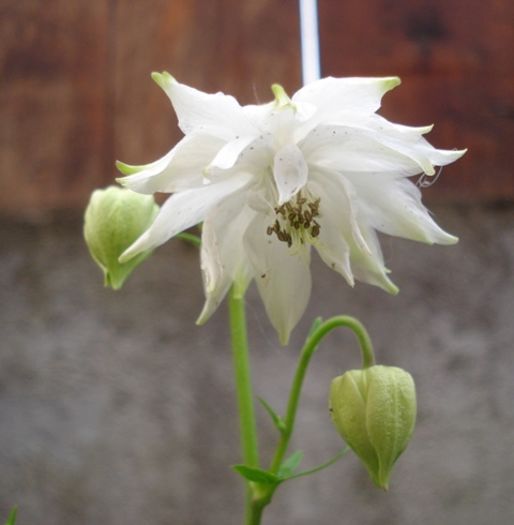 culorile lunii mai (20)