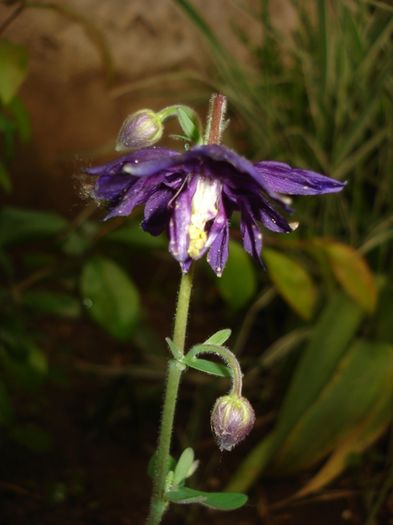 culorile lunii mai (21)