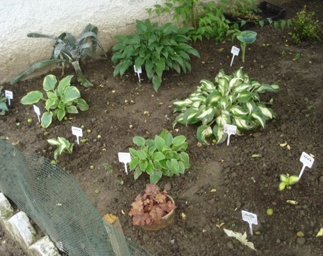 culorile lunii mai (23)