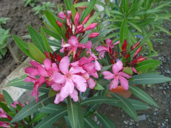 culorile lunii mai (25)