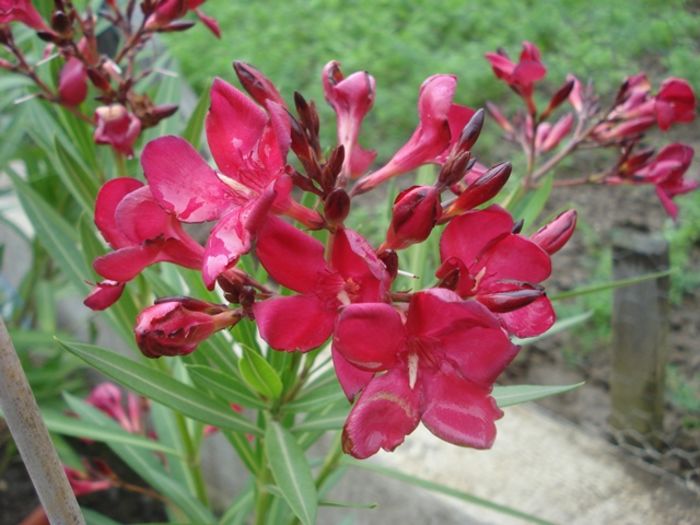 culorile lunii mai (27)