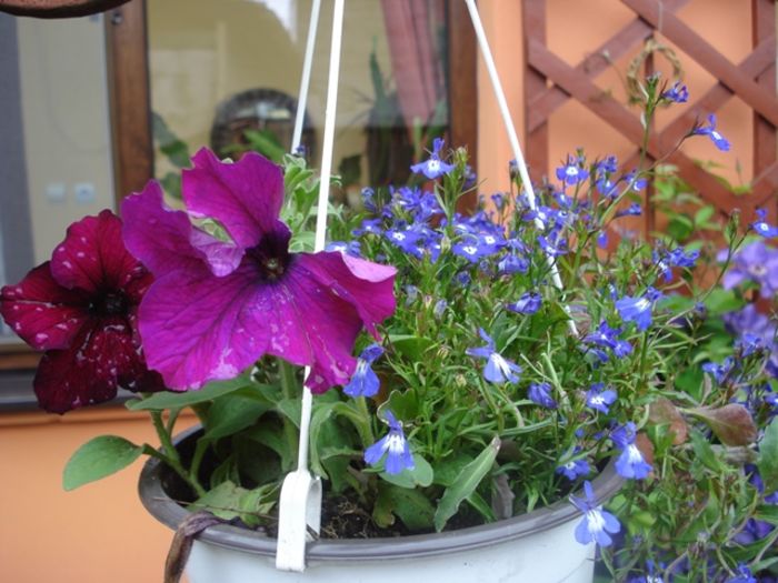 culorile lunii mai (31)