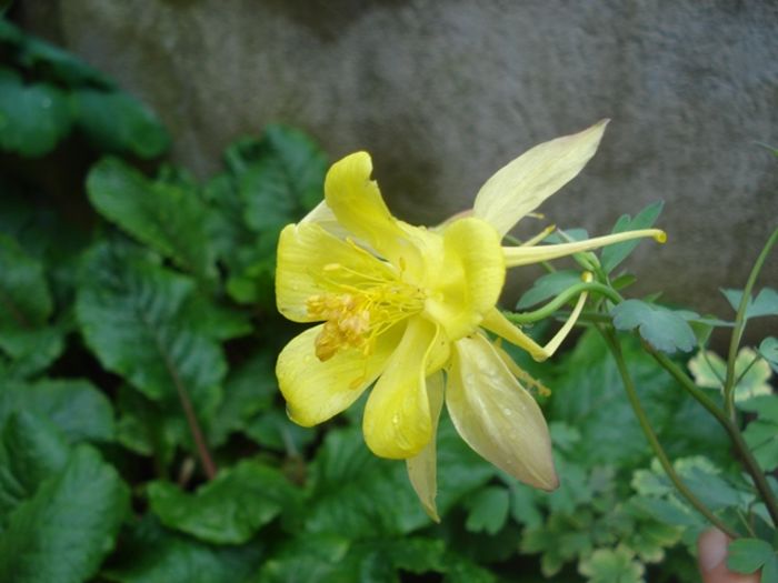 culorile lunii mai (32)