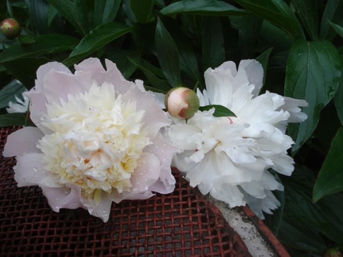 culorile lunii mai (34)