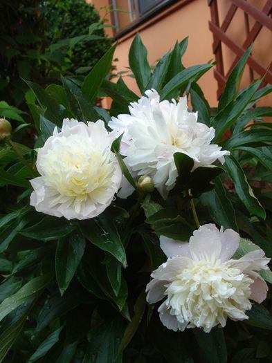 culorile lunii mai (35)