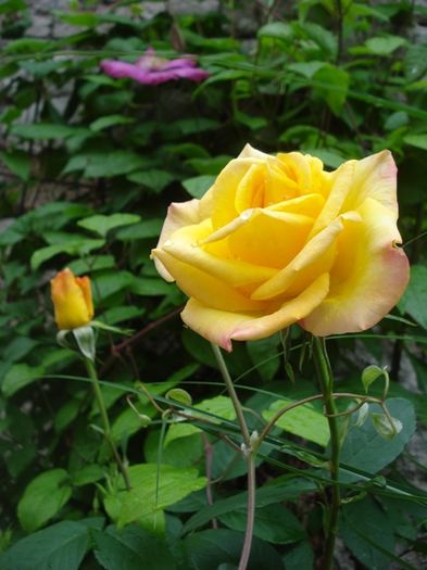 culorile lunii mai (37)